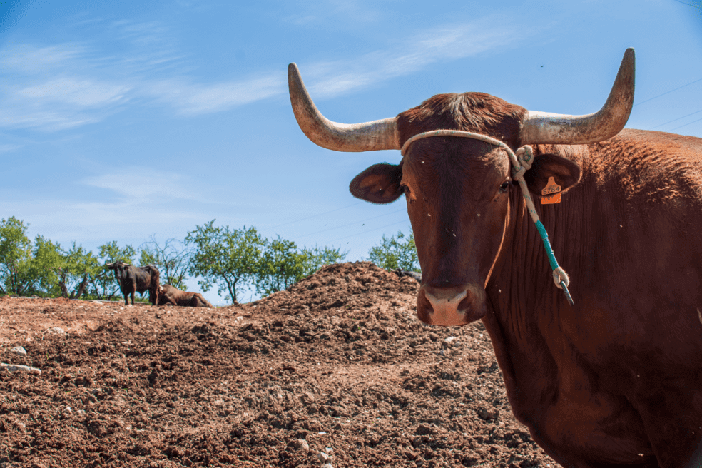 heno para animales de la mejor calidad comprar (4)