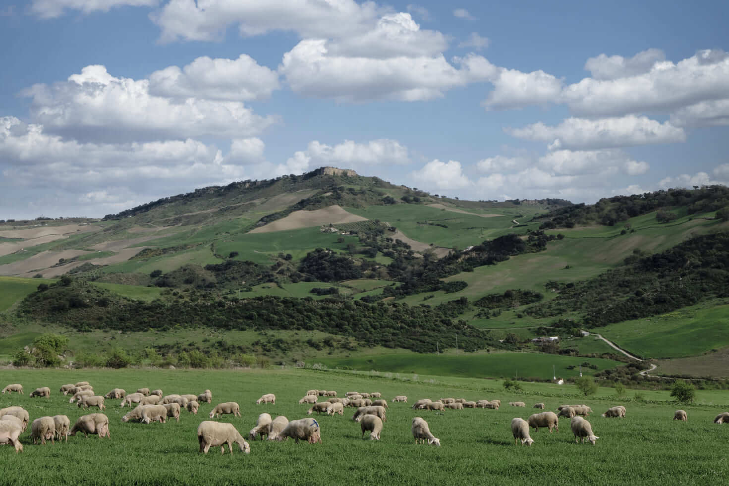 montaña con animales de ganaderia malaga hermanos cubiles