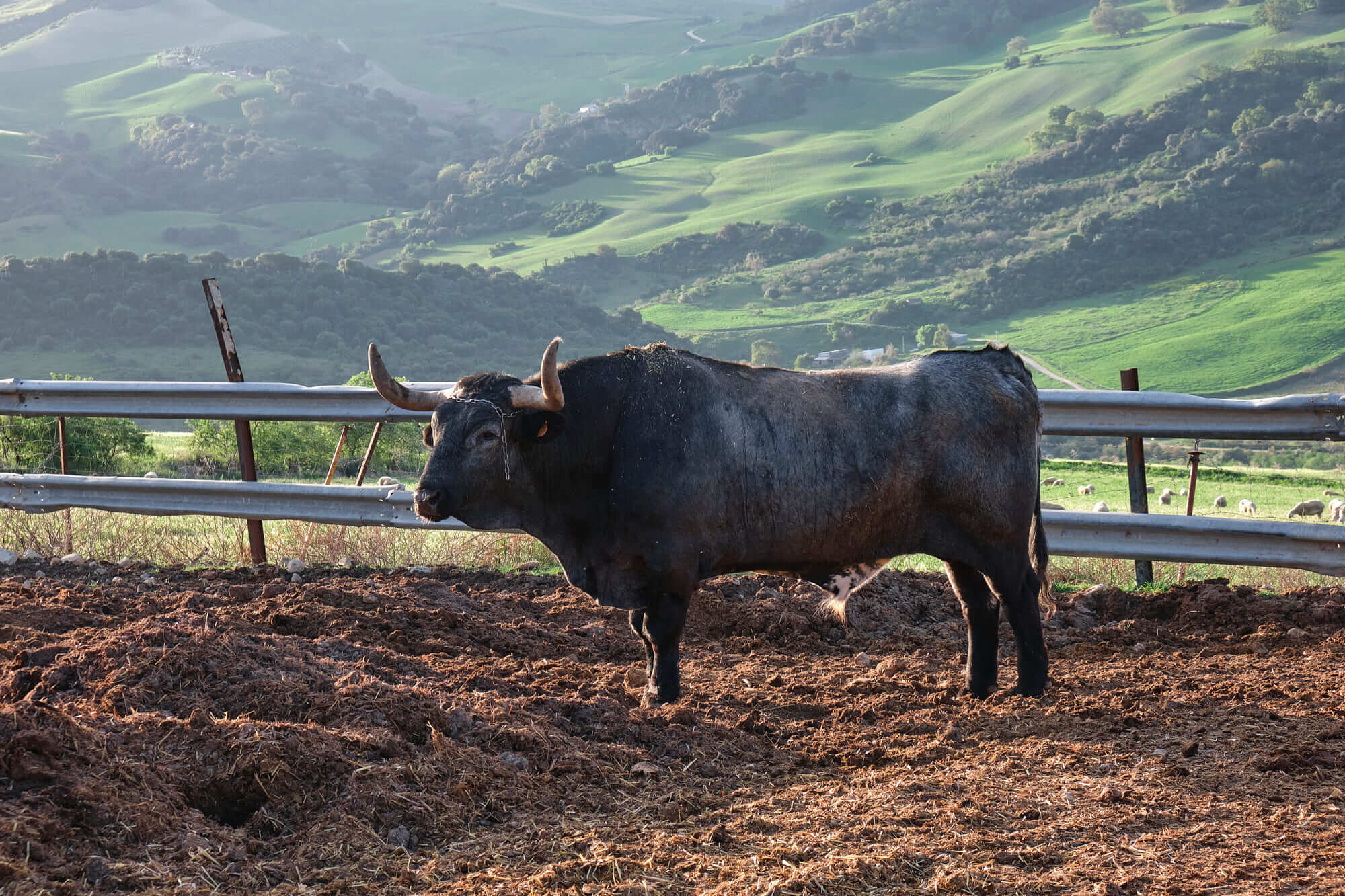 Buey finca Málaga