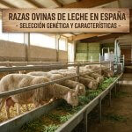 Grupo de ovejas lecheras de raza seleccionada en una explotación ganadera moderna de ordeño.