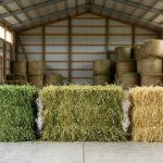 Comparativa de pacas de heno de pradera, alfalfa y festuca en un almacén de forraje.